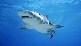 金鲨鱼图片,深海中的璀璨明珠